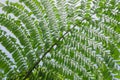 Beautiful green leaves of giant mountain fishtail tree