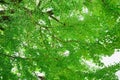 Beautiful of Green leaves ginkgo biloba.