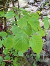 beautiful green leaves of the hazel in a forest of Cantabria