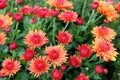 Gorgeous red-orange flowers with some petals open and others just budding under warm Summer sun