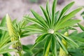 Beautiful leaves from lupine flowers in the morning dew drops in Royalty Free Stock Photo