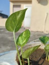 Beautiful Green leaves of  Money plant , Scientific name: Epipremnum aureum, photo click in morning Royalty Free Stock Photo