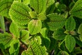 Beautiful green leaves of Pilea involucrata, close-up