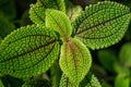 Beautiful green leaves of Pilea involucrata, close-up