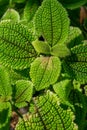 Beautiful green leaves of Pilea involucrata, close-up