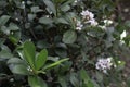 Beautiful green leaves plant in resort garden