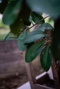 beautiful green leaves seen up close.