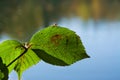 Beautiful green leaves, spider, macro Royalty Free Stock Photo