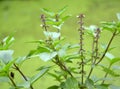 beautiful green leaves of a sweet basil plant in the garden Royalty Free Stock Photo