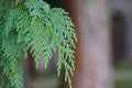 Beautiful green leaves of Thuja trees. Background with evergreen coniferous tree for your design