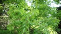 Beautiful green leaves on a tree branch flutters in the wind