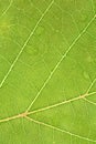 Beautiful green leaves of the tree. Picture is selective focus and close up style. Close up green leaf texture Royalty Free Stock Photo
