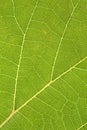 Beautiful green leaves of the tree. Picture is selective focus and close up style. Close up green leaf texture Royalty Free Stock Photo