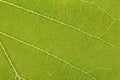 Beautiful green leaves of the tree. Picture is selective focus and close up style. Close up green leaf texture Royalty Free Stock Photo