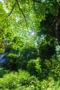 Beautiful green leaves of trees forest with sunlight Royalty Free Stock Photo