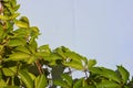 Beautiful green leaves of virginia creeper, victoria creeper, five-leaved ivy, five-finger flower on sunlight and on a white backg Royalty Free Stock Photo