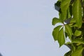 Beautiful green leaves of virginia creeper, victoria creeper, five-leaved ivy, five-finger flower on sunlight and on a white backg Royalty Free Stock Photo