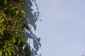 Beautiful green leaves of virginia creeper, victoria creeper, five-leaved ivy, five-finger flower on sunlight and on a white backg Royalty Free Stock Photo