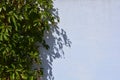 Beautiful green leaves of virginia creeper, victoria creeper, five-leaved ivy, five-finger flower on sunlight and on a white backg Royalty Free Stock Photo