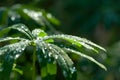 Beautiful green leaves with water dew. Dark green nature background with fresh green leaves Royalty Free Stock Photo