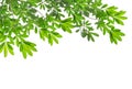 Beautiful Green leaves on white background