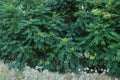 Beautiful green leaves and yellow prickly plants Royalty Free Stock Photo