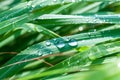 Beautiful green lemongrass leaf background Royalty Free Stock Photo