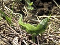 A beautiful green lizard crawled out onto a pile of dry twigs to bask in the sun