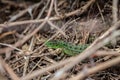 Green lizard, Lacerta viridis, in branches and leaves