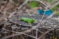 Green lizard, Lacerta viridis, in branches and leaves