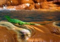 Beautiful green lizard iguana under a waterfall Royalty Free Stock Photo