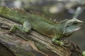 Beautiful green lizzard crawling on log with his head lifted up