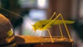 Beautiful green locust perched on golden teapot spout against blurry background. Macro photo Royalty Free Stock Photo