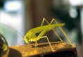 Beautiful green locust perched on golden teapot spout against blurry background. Macro photo Royalty Free Stock Photo