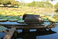 Beautiful green lotus pond landscape Royalty Free Stock Photo
