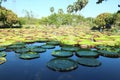 Beautiful green lotus pond landscape Royalty Free Stock Photo