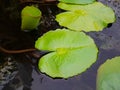 Beautiful green lotus or water lily leafs in the water pond Royalty Free Stock Photo