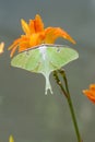 Beautiful green Luna Moth sits on a day lilly. Royalty Free Stock Photo