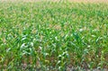 Beautiful green maize field Royalty Free Stock Photo