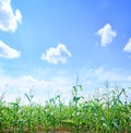 Beautiful green maize field Royalty Free Stock Photo