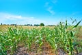 Beautiful green maize field Royalty Free Stock Photo