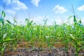 Beautiful green maize field Royalty Free Stock Photo