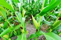 Beautiful green maize field Royalty Free Stock Photo