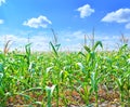 Beautiful green maize field Royalty Free Stock Photo