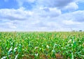 Beautiful green maize field Royalty Free Stock Photo