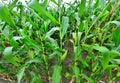 Beautiful green maize field Royalty Free Stock Photo