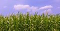 Beautiful green maize field Royalty Free Stock Photo