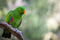 Beautiful green male Eclectus parrot Royalty Free Stock Photo