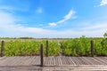 Beautiful green mangroves forest against blue sky background at Chantaburi province, Thailand