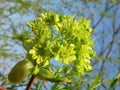Green maple tree bloom in spring, Lithuania Royalty Free Stock Photo